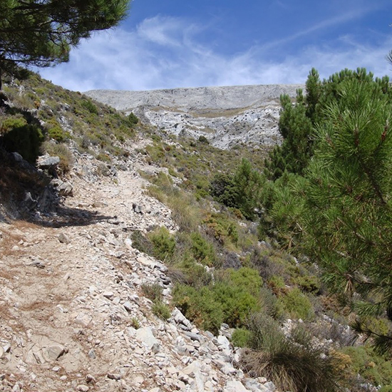 Andalusië | El Acebuchal - natuurreservaat